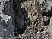 Kenai Fjords NP: Black Oystercatcher Productivity