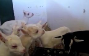 Saanen Dairy Goat Kids - Kids - VIDEOTIME.COM