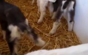 Saanen Dairy Goat Kids - Kids - VIDEOTIME.COM