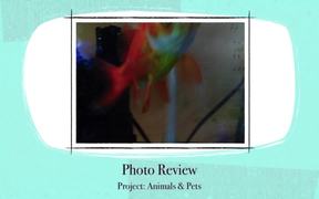 Project 3 Animals and Pets - Kids - VIDEOTIME.COM