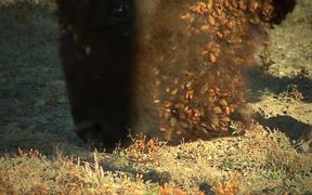 Badlands National Park: Bison Conservation - Animals - VIDEOTIME.COM
