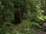 Mount Rainier NP: Journey Around the Mountain