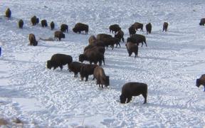 Badlands National Park: Bison Conservation