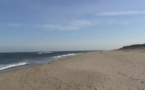 Seals of Cape Cod National Seashore - Fun - VIDEOTIME.COM