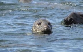 Seals of Cape Cod National Seashore - Fun - VIDEOTIME.COM