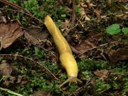 Redwood National and State Parks: Banana Slugs