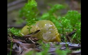 Redwood National and State Parks: Slug Luv - Animals - VIDEOTIME.COM