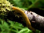 Redwood National and State Parks: Banana Slugs