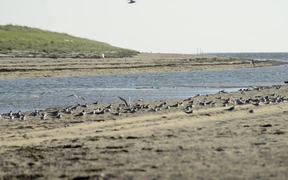 Cape Cod NS: Shorebirds at the Seashore - Animals - VIDEOTIME.COM