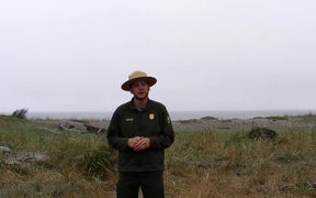 Redwood National and SP: Fog in the Redwoods - Fun - VIDEOTIME.COM