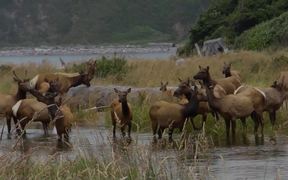Redwood National and State Parks: Roosevelt Elk - Animals - VIDEOTIME.COM