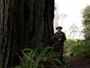 Redwood National and SP: Fog in the Redwoods