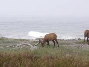 Redwood National and State Parks: Roosevelt Elk