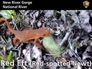 New River Gorge National River: Red Eft