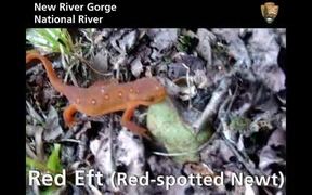 New River Gorge National River: Red Eft - Animals - VIDEOTIME.COM