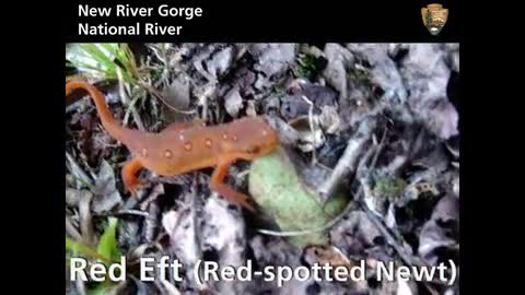 New River Gorge National River: Red Eft