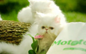 Mototol Commercial: Kittens - Commercials - VIDEOTIME.COM