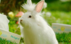 Mototol Commercial: Bunnies - Commercials - VIDEOTIME.COM
