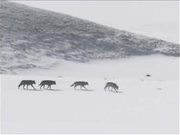 Yellowstone National Park: Wolf Cascade