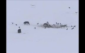 Yellowstone National Park: Wolf Cascade - Animals - VIDEOTIME.COM