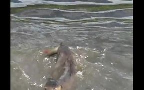 Yellowstone National Park: River Otters - Animals - VIDEOTIME.COM