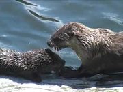 Yellowstone National Park: River Otters