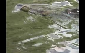 Yellowstone National Park: River Otters - Animals - VIDEOTIME.COM