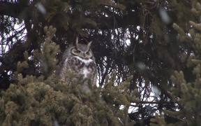 Yellowstone National Park: Backyard Owls - Animals - VIDEOTIME.COM