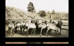 Wind Cave National Park: The History of Elk - Animals - VIDEOTIME.COM
