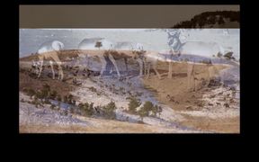 Wind Cave National Park: The History of Elk - Animals - VIDEOTIME.COM