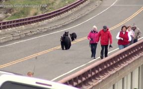 Yellowstone National Park: Bear Jams - Animals - Videotime.com