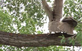 Yellowstone National Park: Backyard Owls - Animals - VIDEOTIME.COM