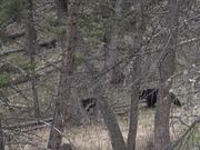 Yellowstone National Park: Bear Jams