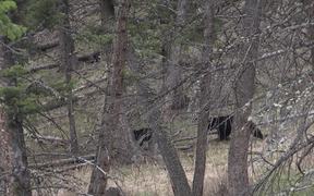 Yellowstone National Park: Bear Jams - Animals - Videotime.com