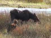 Yellowstone National Park: Moose
