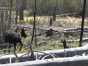 Yellowstone National Park: Moose - Animals - Y8.COM