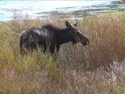 Yellowstone National Park: Moose