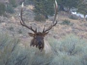 Yellowstone National Park: Elk Bugle One