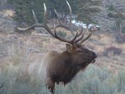 Yellowstone National Park: Elk Bugle One