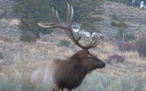 Yellowstone National Park: Elk Bugle One - Animals - VIDEOTIME.COM