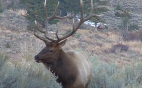Yellowstone National Park: Elk Bugle One - Animals - VIDEOTIME.COM