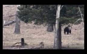 Yellowstone NP: The Generation of the Wolf - Animals - VIDEOTIME.COM