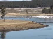 Yellowstone National Park: Winter Bird Watching