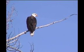 Yellowstone National Park: Winter Bird Watching - Animals - VIDEOTIME.COM