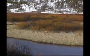 Yellowstone National Park: Beavers - Animals - VIDEOTIME.COM
