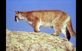 Yellowstone National Park:  Mountain Lions