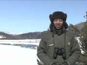Yellowstone National Park: Winter Bird Watching
