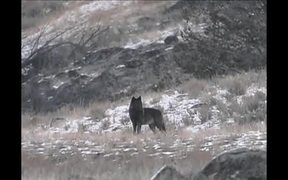 Yellowstone National Park: Coyote or Wolf? - Animals - VIDEOTIME.COM