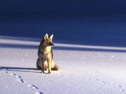 Yellowstone National Park: Coyote or Wolf?