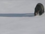 Yellowstone National Park: Uinta Ground Squirrel